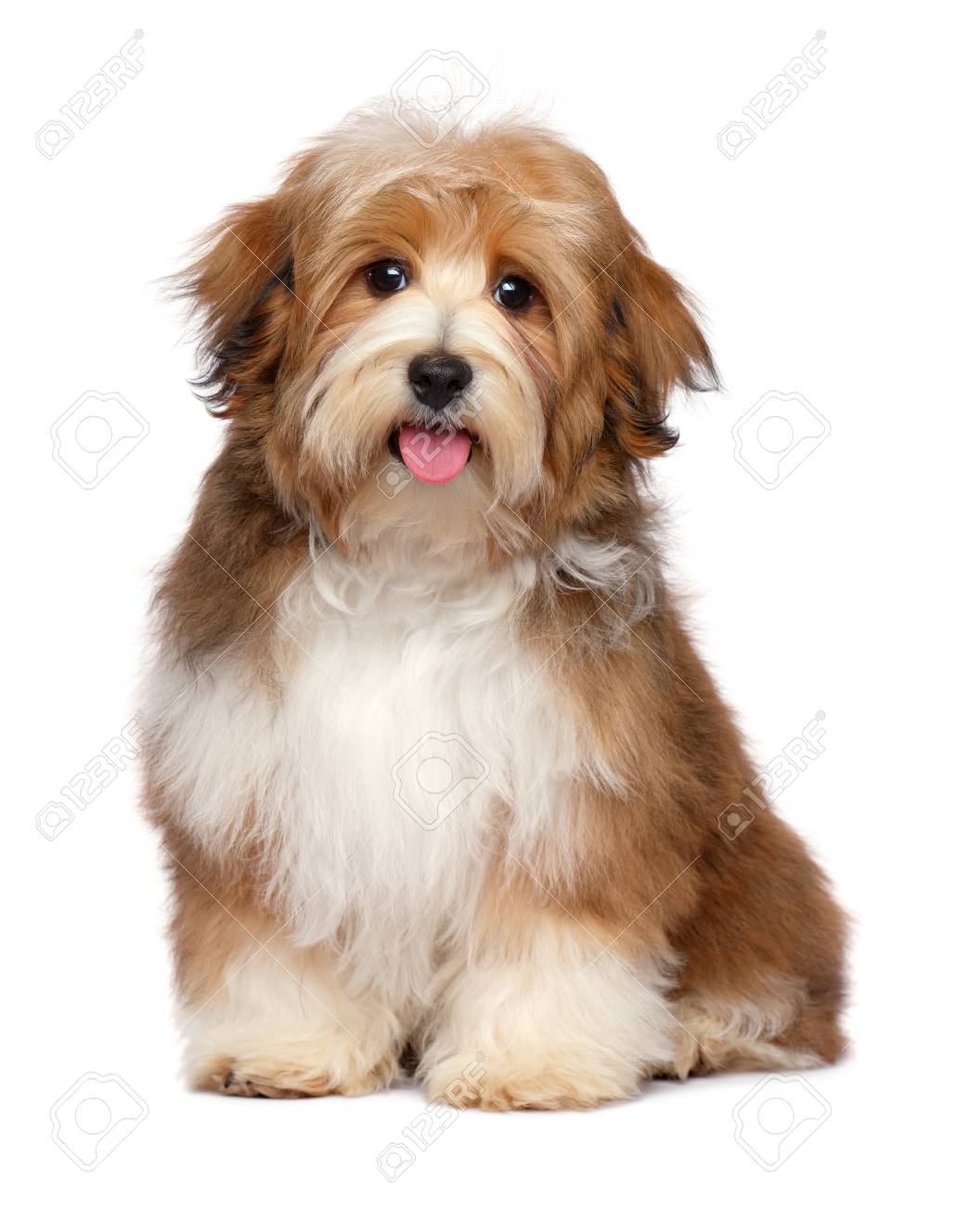 red sable havanese