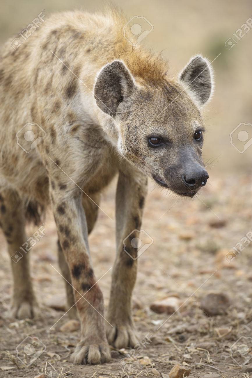 好奇心が強いハイエナ マサイマラ国立保護区 ケニア共和国東アフリカ の写真素材 画像素材 Image