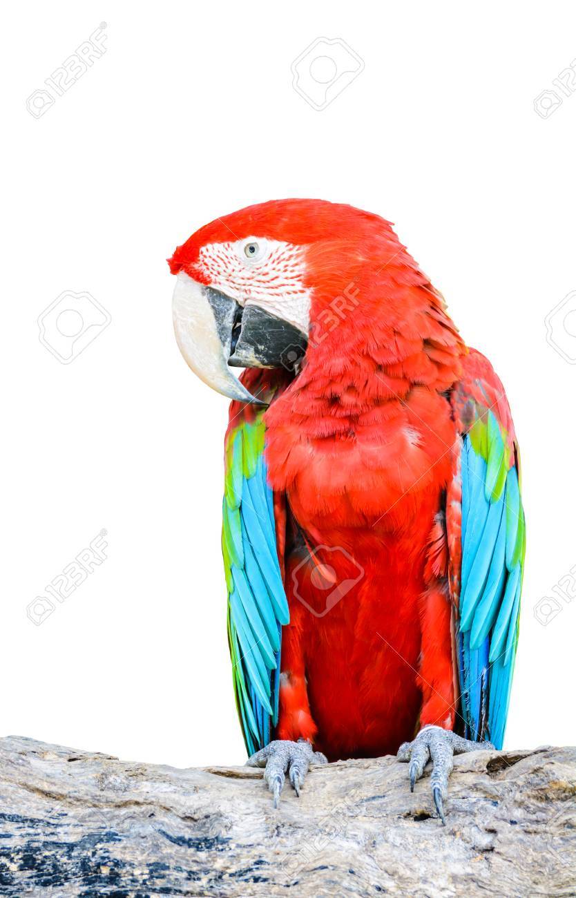 Download Spruch papagei Free HD Spruch Papagei