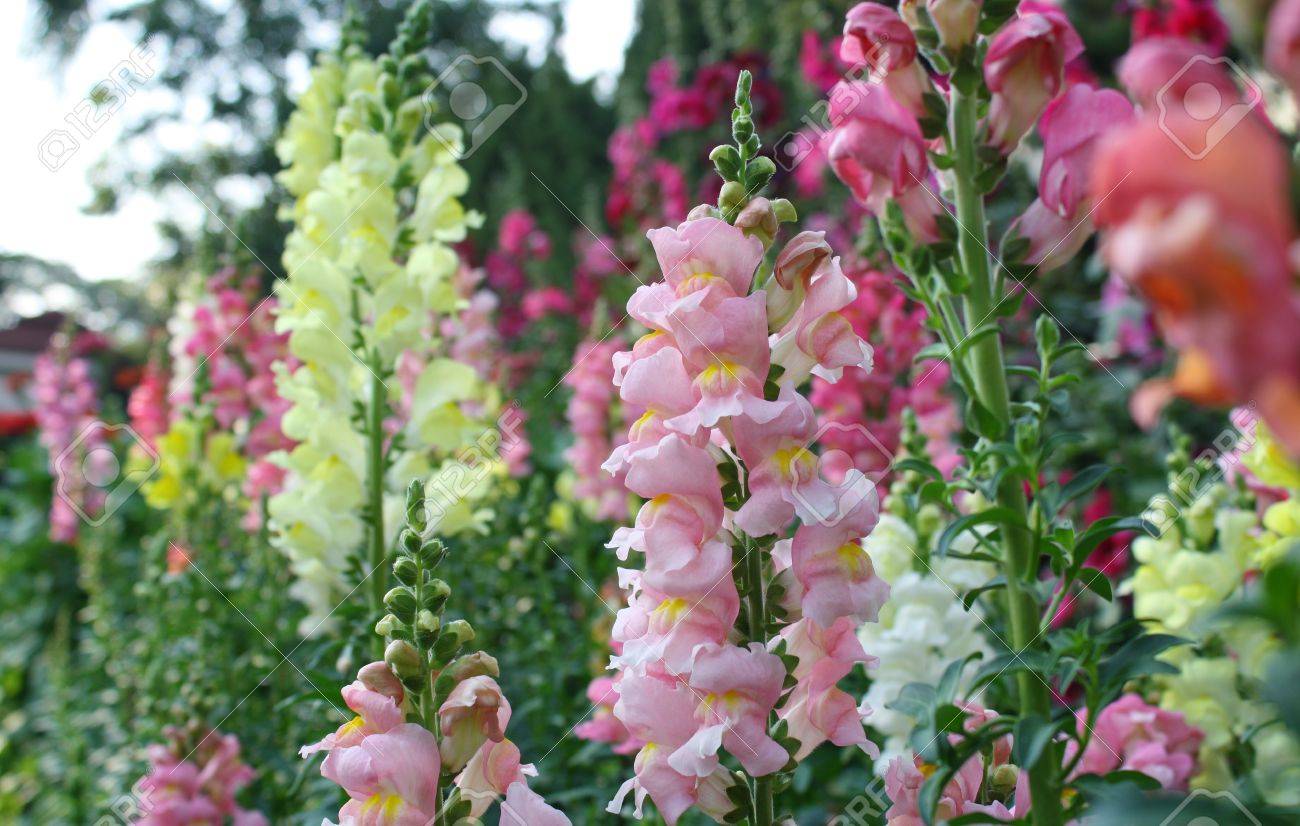 キンギョソウの花 の写真素材 画像素材 Image