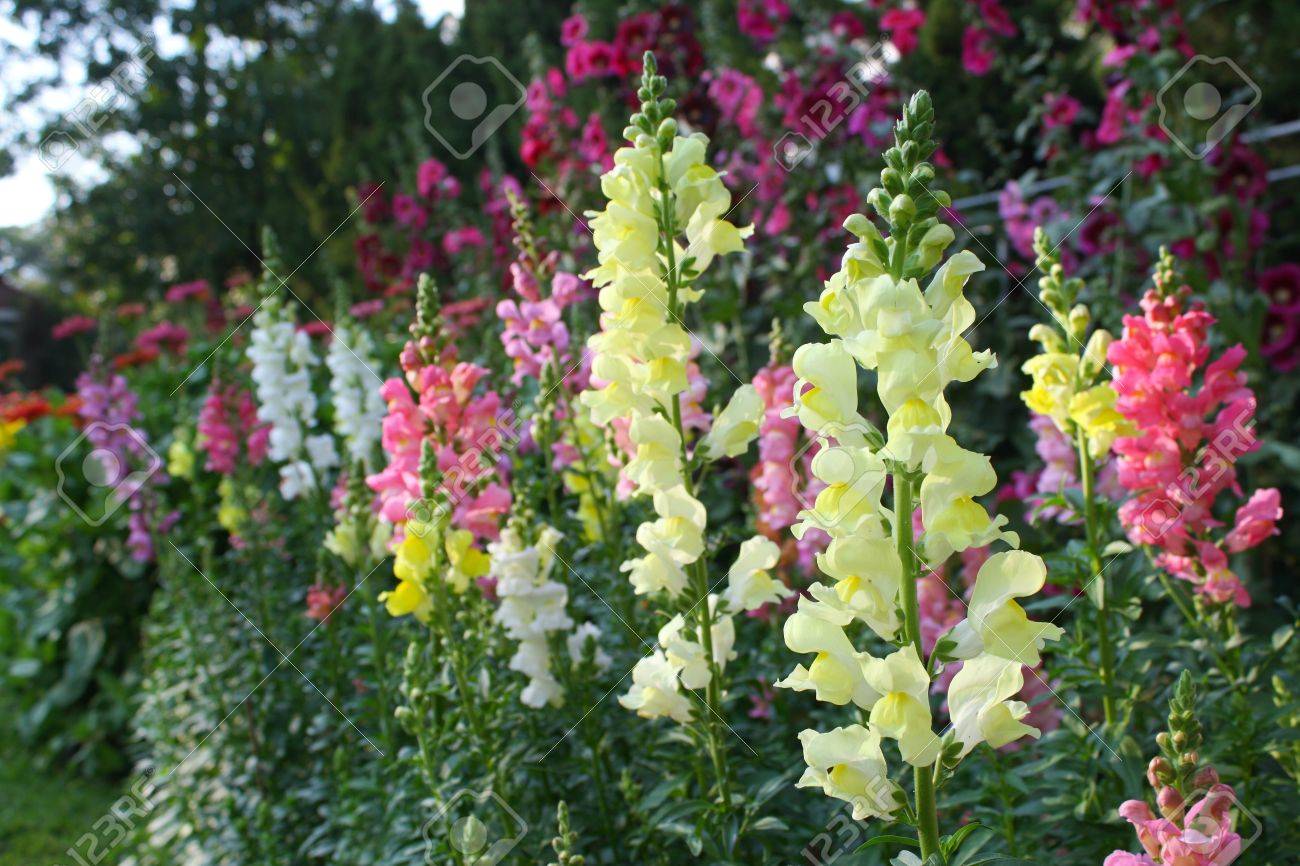 キンギョソウの花 の写真素材 画像素材 Image