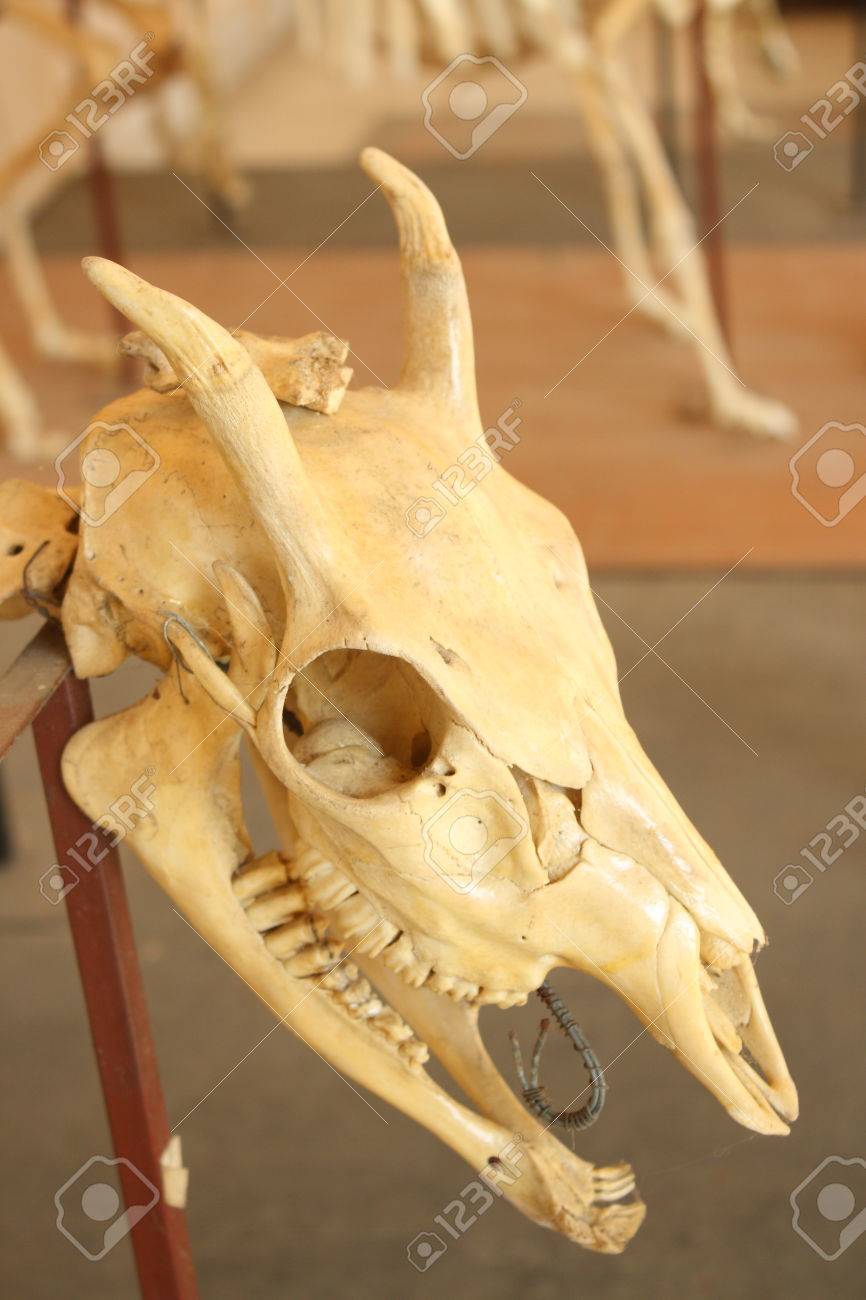 鹿や Muntjack の頭の頭蓋骨を吠えのスケルトン の写真素材 画像素材 Image 27503083