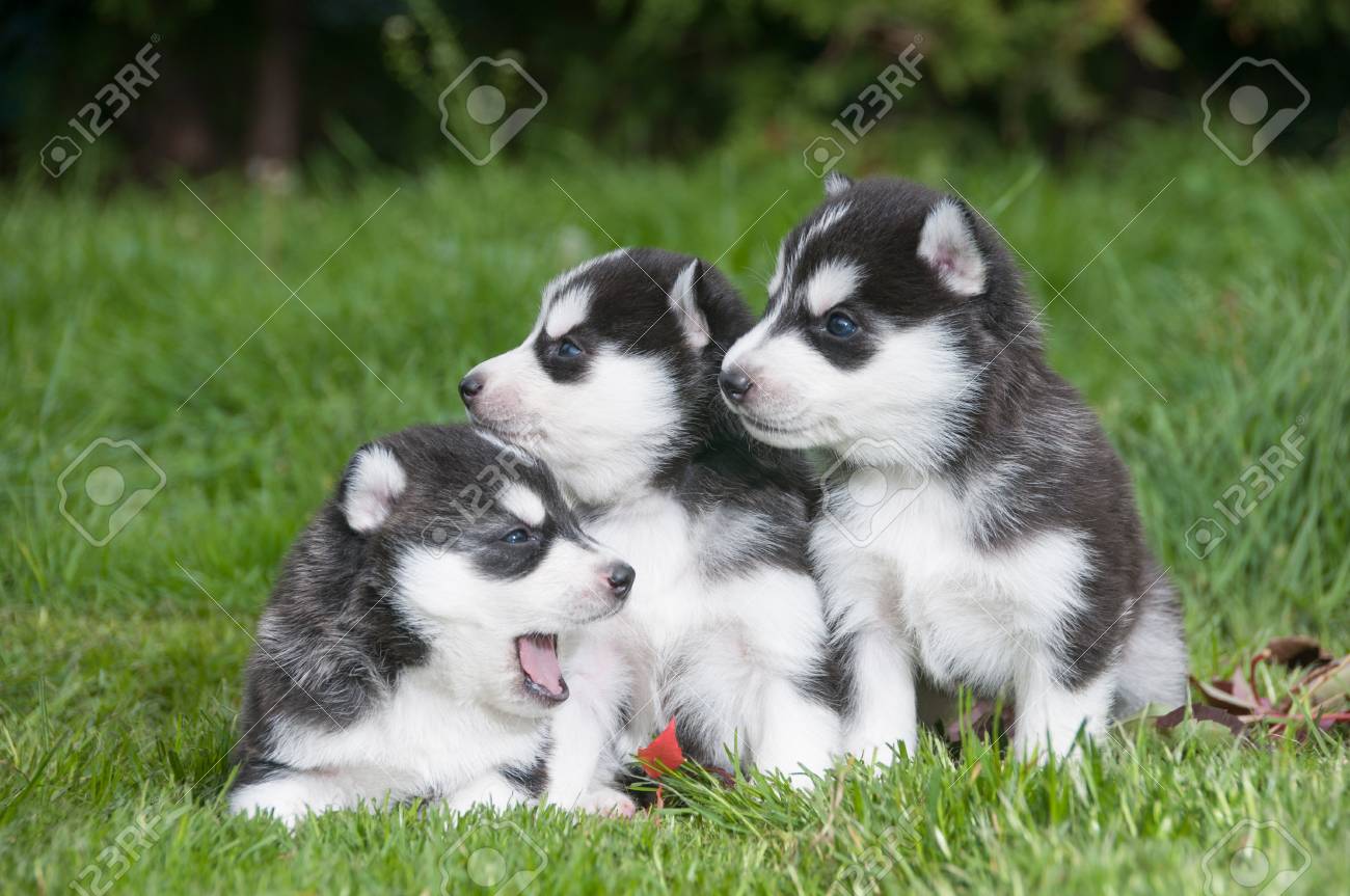 free husky puppies