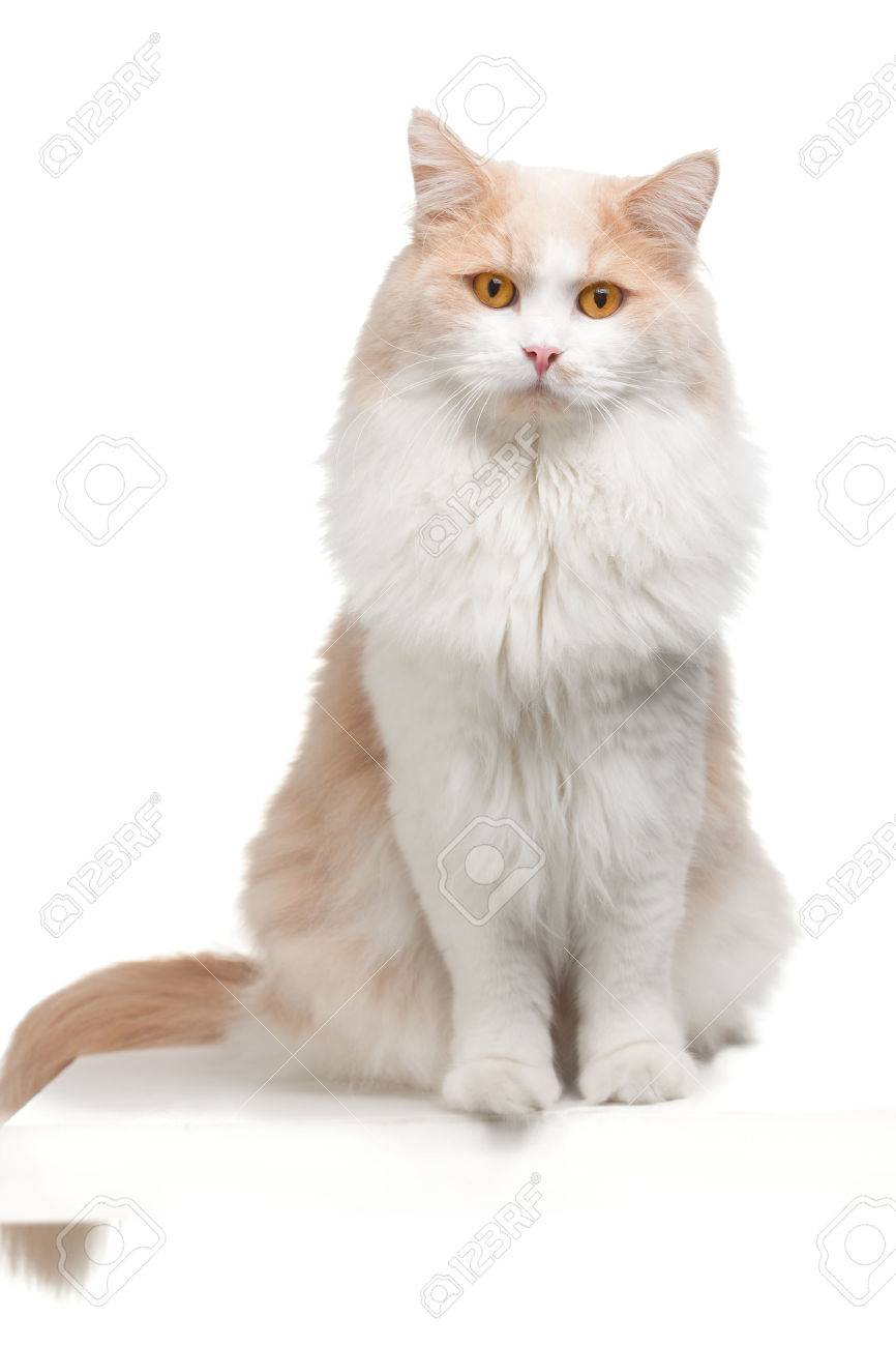 beige and white cat