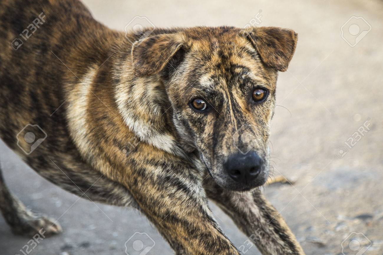 Phu Quoc Ridgeback Stock Photo Picture And Royalty Free Image Image 79462934