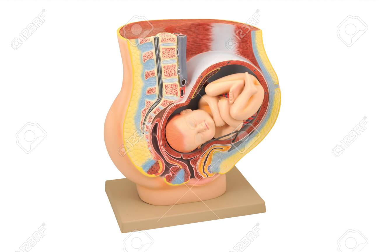 解剖学モデル 子供用解剖学モデル、妊娠 9 ヶ月の人体骨盤モデル