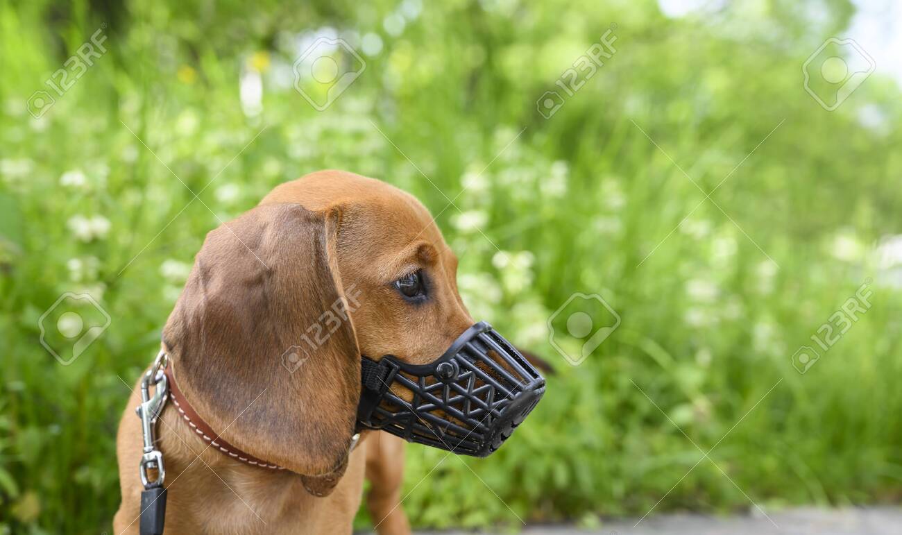 muzzles for miniature dachshunds