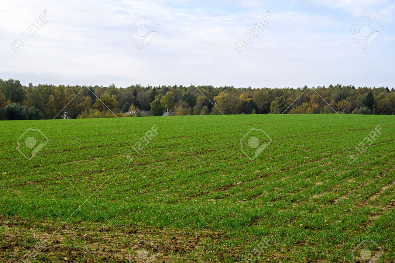 A large field with green grass and a growing forest behind the field on the edge. Blue sunny sky with clouds. - 158888996 A large field with green grass and a growing forest behind the field on the edge. Blue sunny sky with clouds. - 158888996