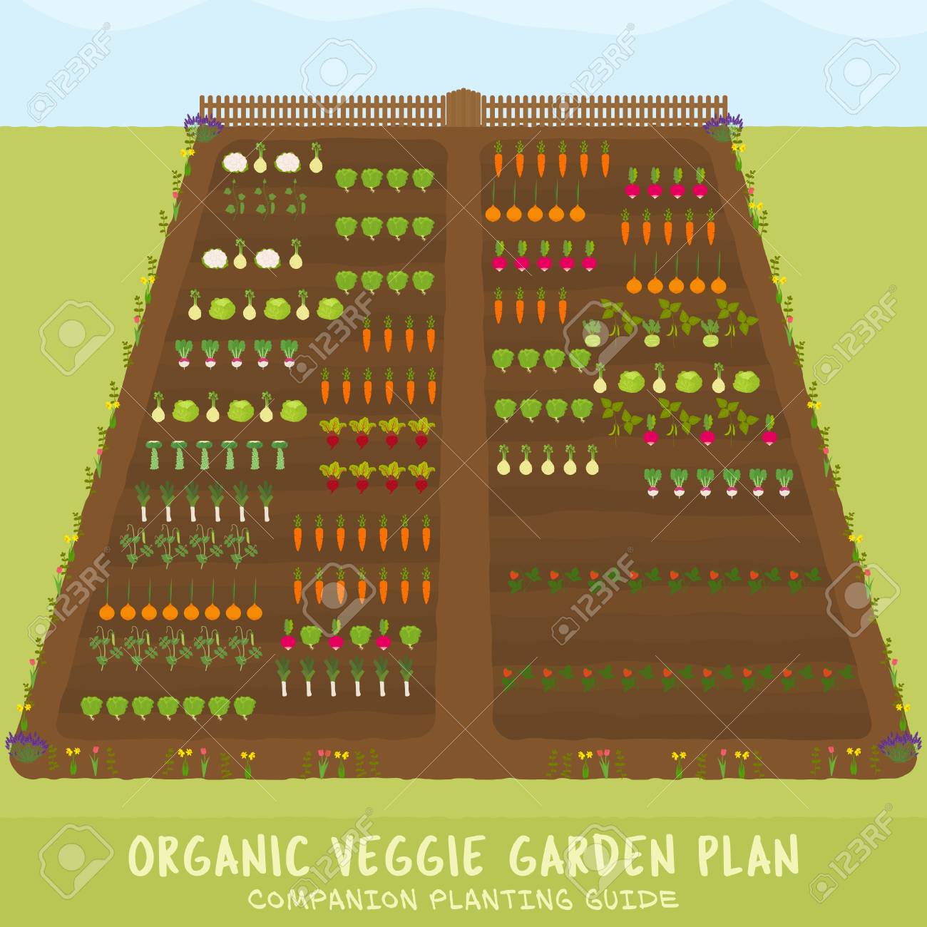 Organic Veggie Garden Plan Companion Planting Guide Sowing