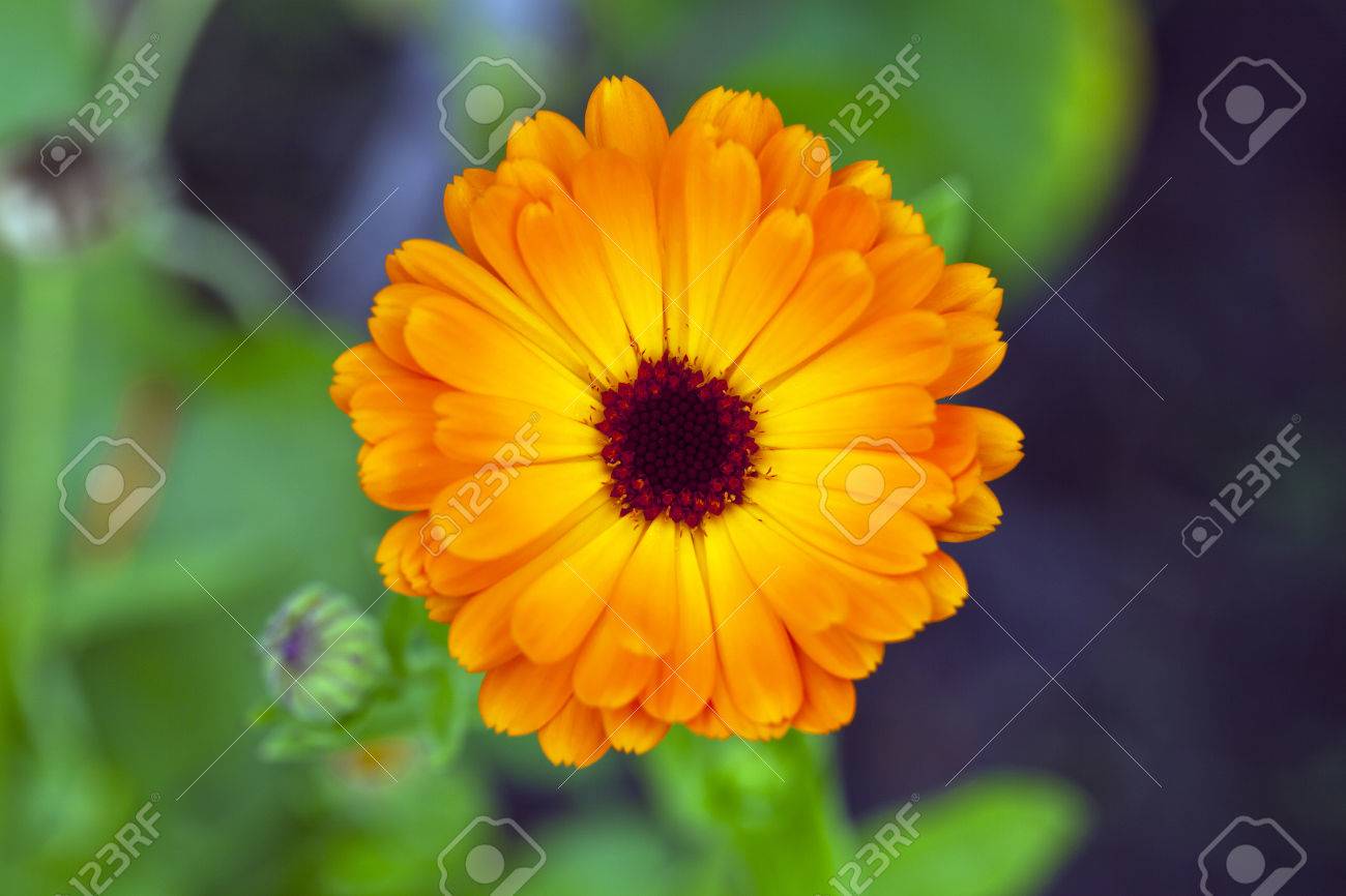 オレンジ色の花びらを持つ花と茶色のセンター の写真素材 画像素材 Image