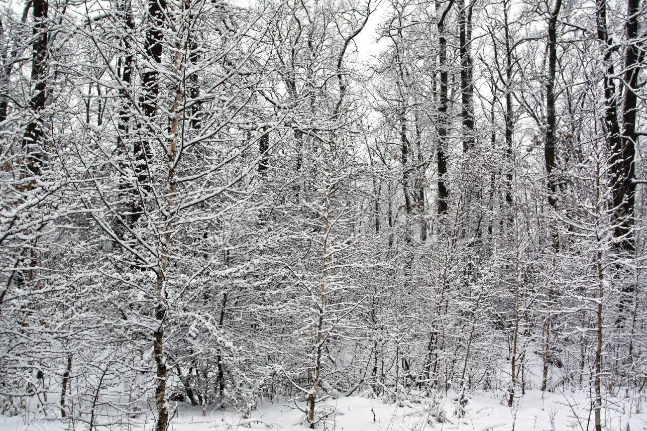 Snow On Deciduous Trees In Winter In The Forest Stock Photo Picture And Royalty Free Image Image