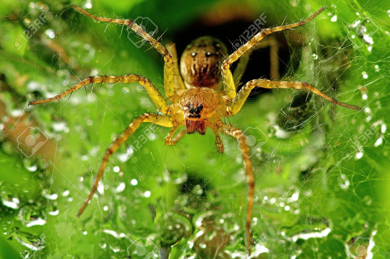 etiam-dictum-ipsum-a-felis