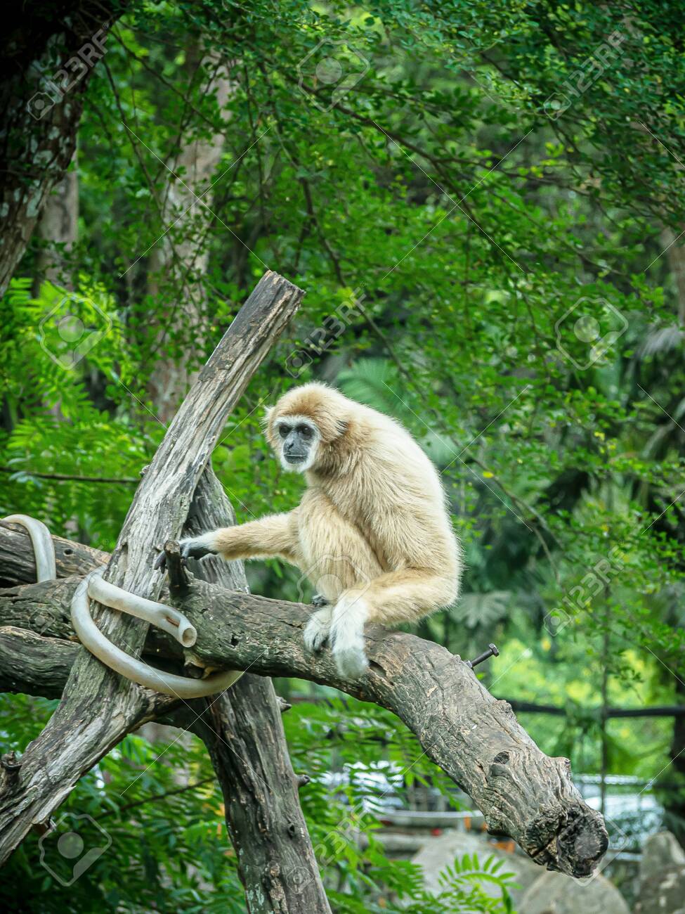 etiam-dictum-ipsum-a-felis