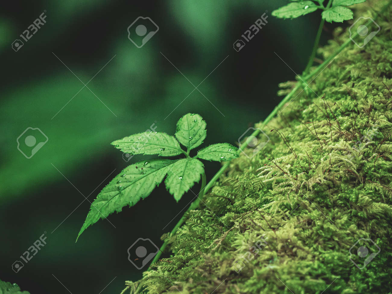 etiam-dictum-ipsum-a-felis