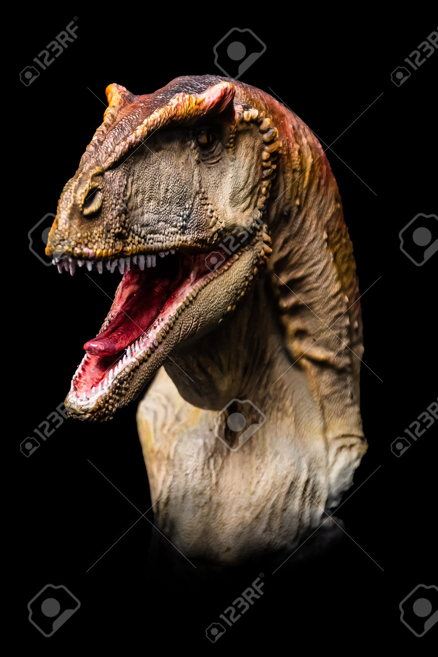 Allosaurus 化石 恐竜 ティラノサウルス カルカロドントサウルス