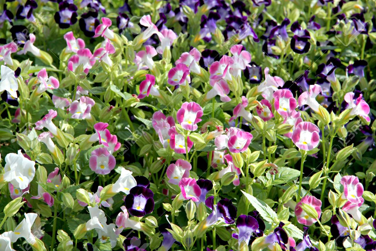 ホウセンカや庭のローズ バルサムのピンクと紫の色 の写真素材 画像素材 Image