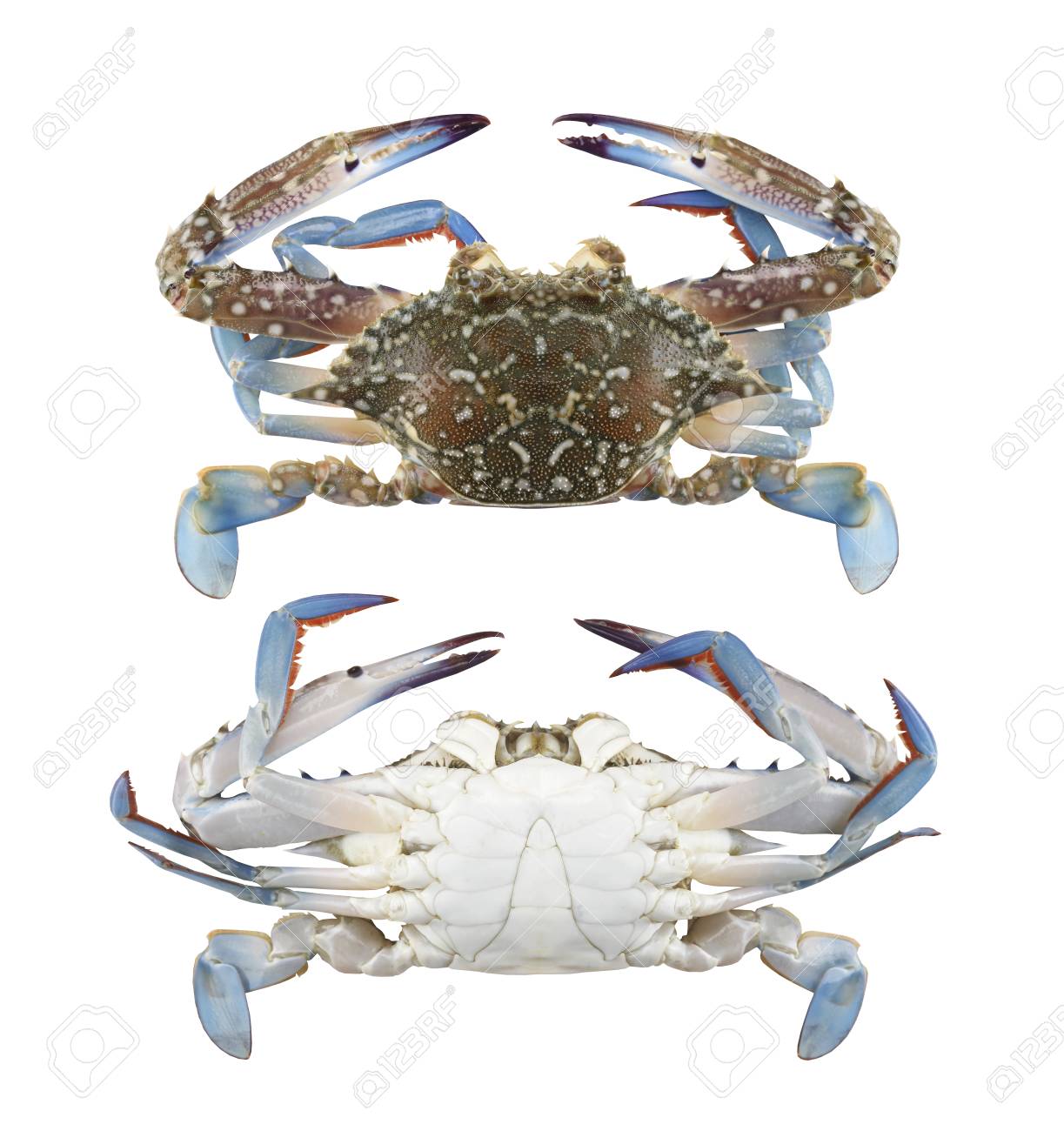 青マナかに鮮度ブルースイマー カニ白背景に分離し クリッピング パスが簡単に展開します の写真素材 画像素材 Image