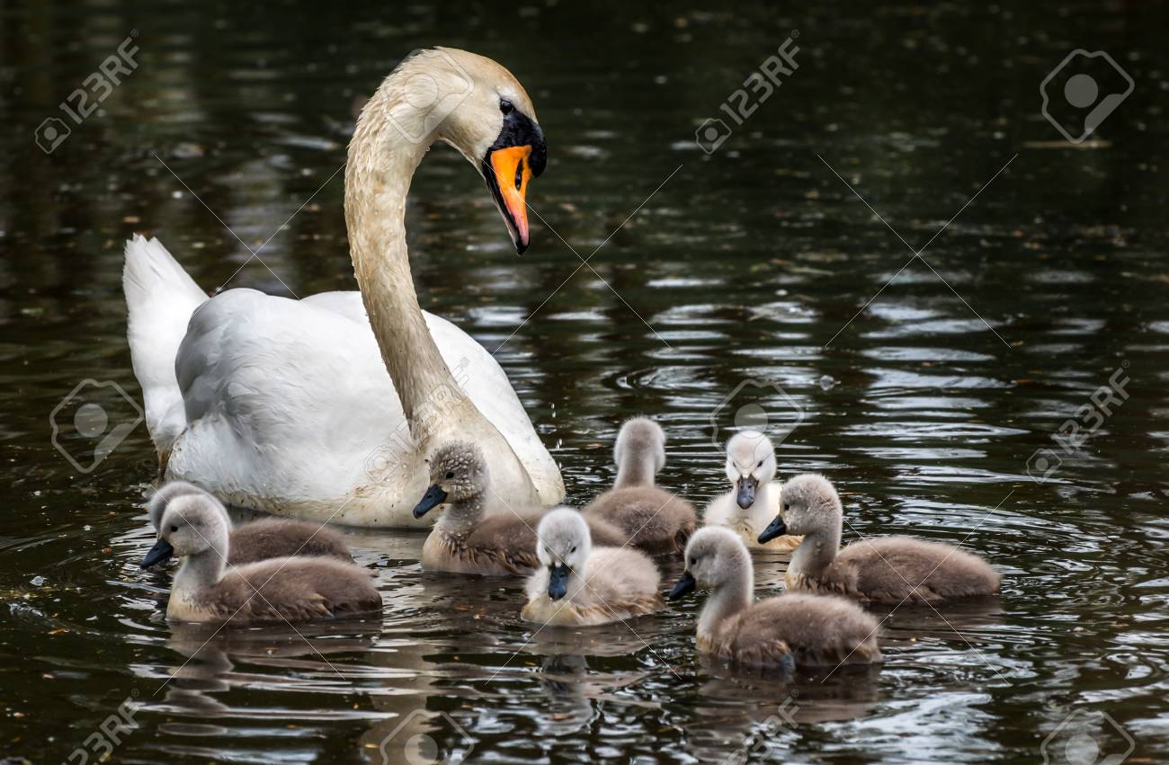 白鳥の親子 の写真素材 画像素材 Image