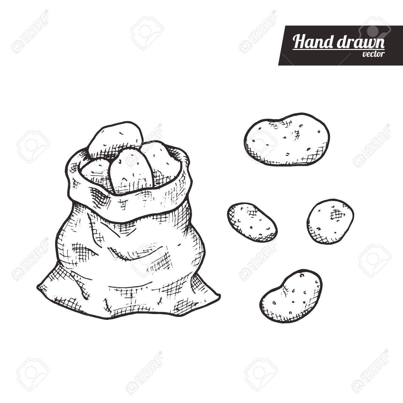 Hand drawn sketch style of potato. Vintage eco food vector illustration. Bag of potatos and isolated potato. White background. - 147660875 Hand drawn sketch style of potato. Vintage eco food vector illustration. Bag of potatos and isolated potato. White background. - 147660875