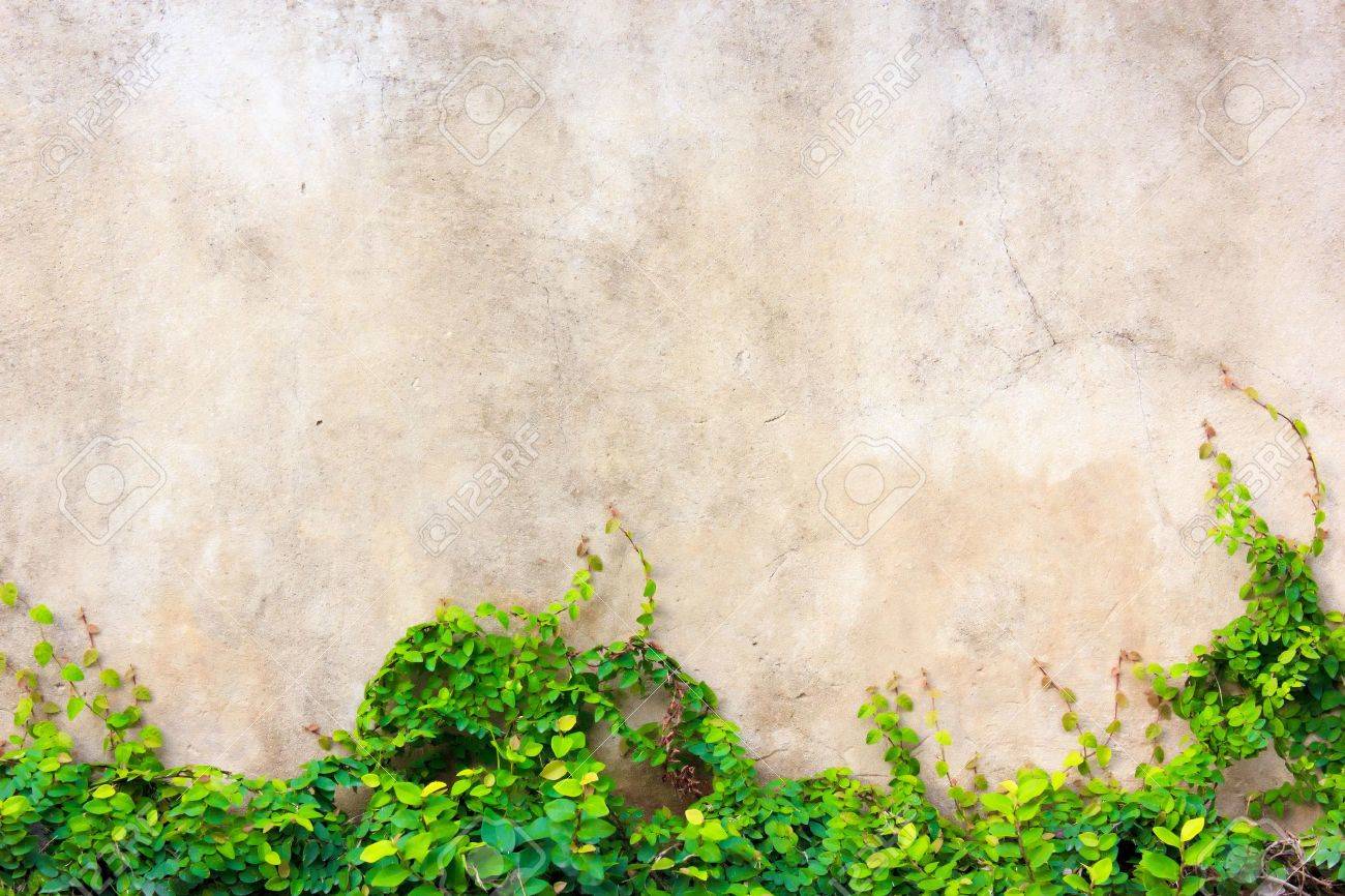 遊園地の壁のツタ の写真素材 画像素材 Image