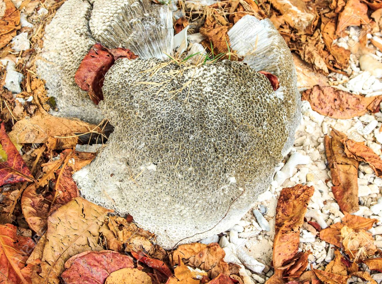 돌 해수 부식. 로열티 무료 사진, 그림, 이미지 그리고 스톡포토그래피. Image 18308115