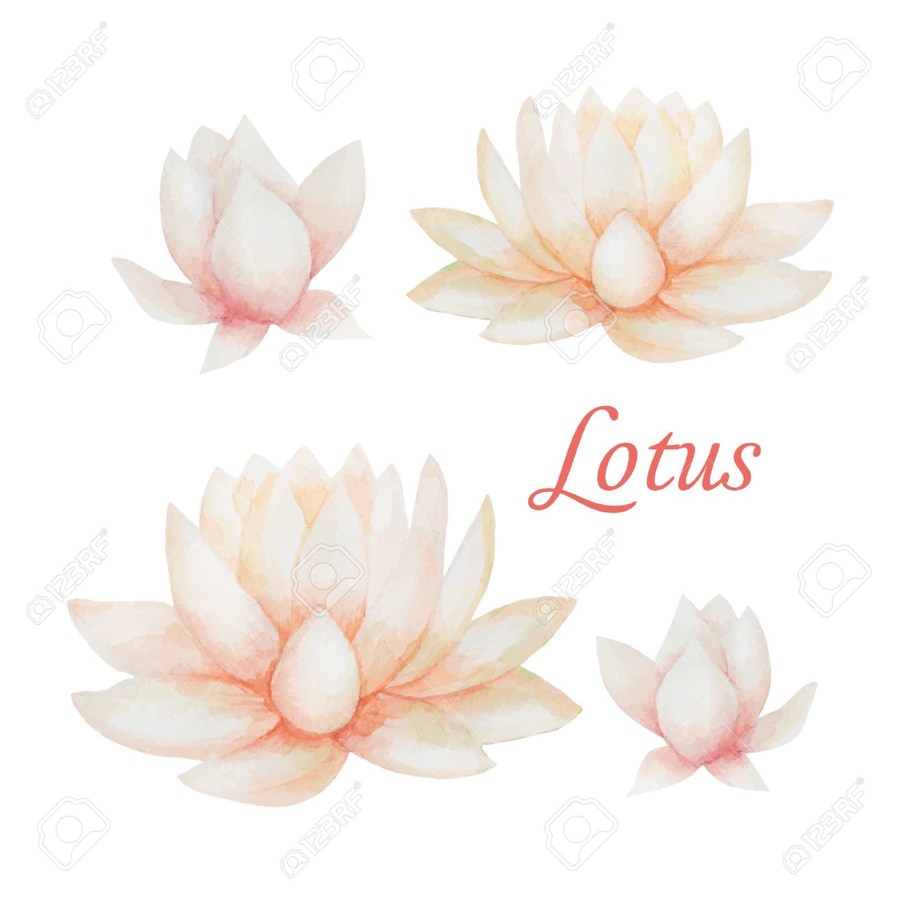 水彩ピンク ハスの花 ベクトル イラスト白い背景で隔離されました のイラスト素材 ベクタ Image