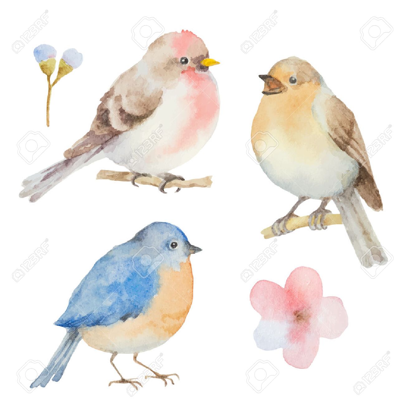 set of watercolor birds