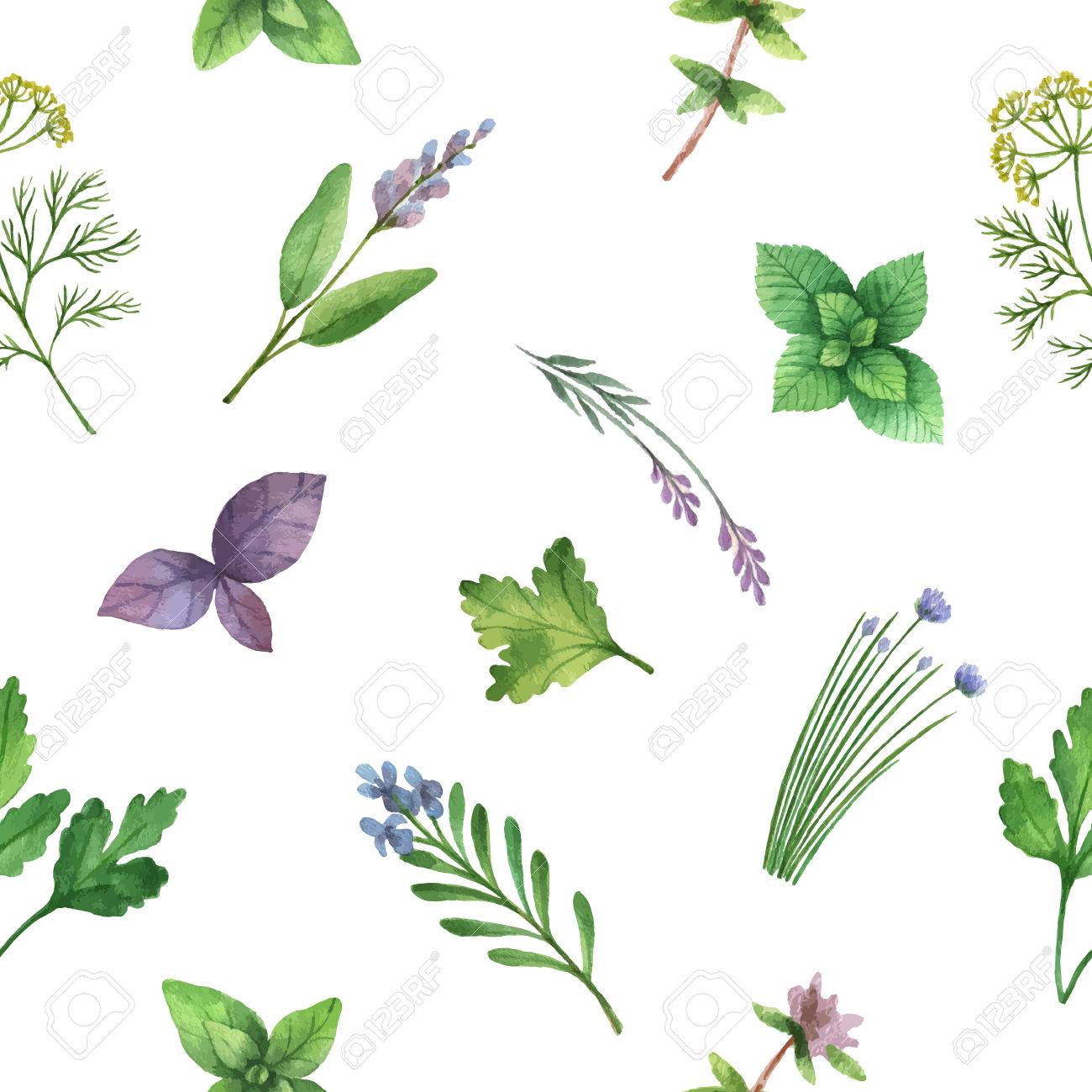 水彩ベクトル シームレス パターン描かれたハーブ 水彩の葉と白の背景にハーブの枝 デザイン カード ポストカード 書籍イラストの包装のためのハーブ の イラスト素材 ベクタ Image
