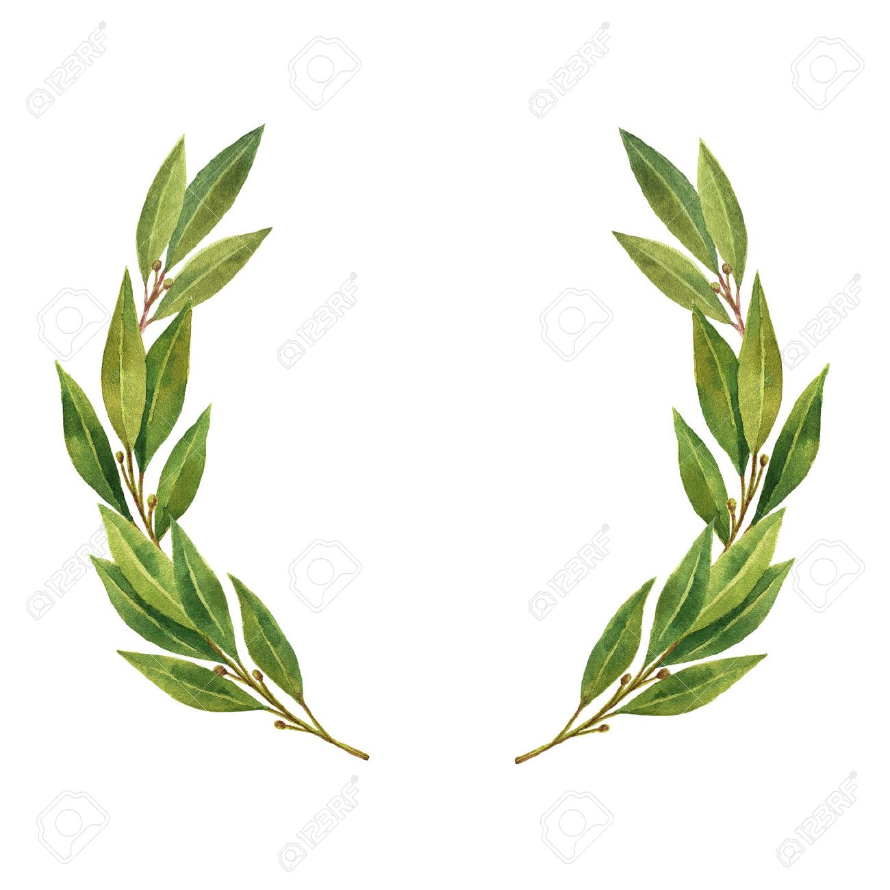watercolor bay leaf wreath isolated on white background stock photo