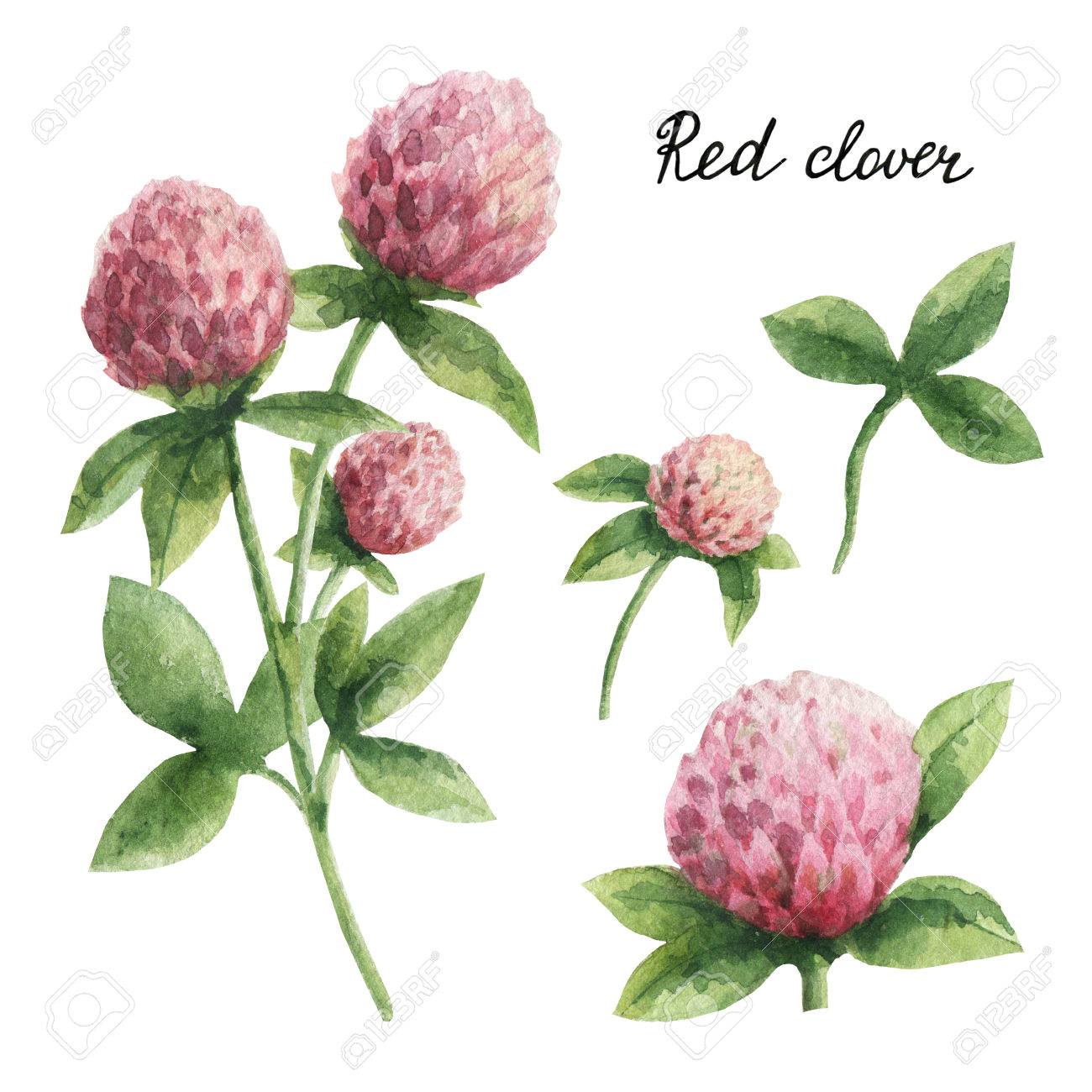 手には レッド クローバーの水彩画ボタニカル イラストが描かれました の写真素材 画像素材 Image