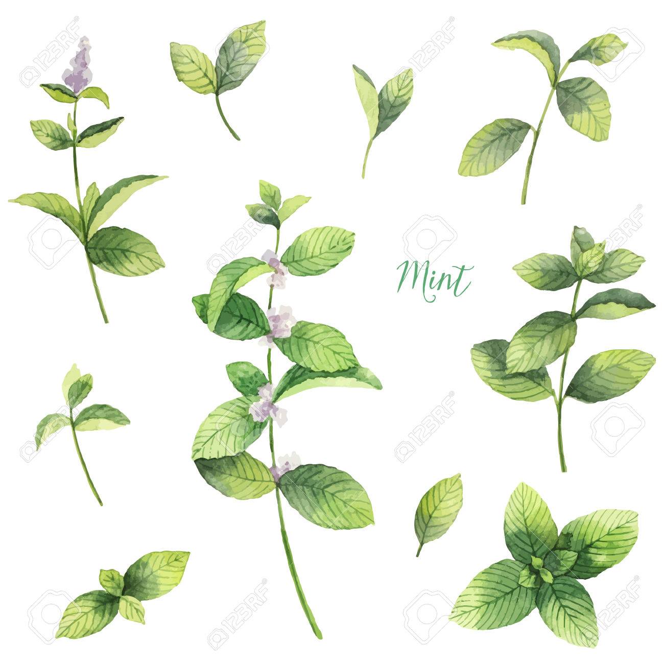 ミントの枝が白い背景で隔離の水彩ベクトルを設定します のイラスト素材 ベクタ Image ミントの枝が白い背景で隔離の水彩ベクトルを設定します のイラスト素材 ベクタ Image