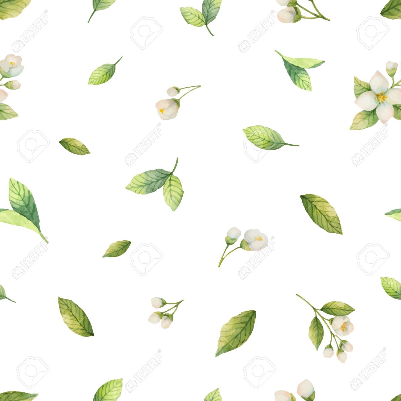 水彩ベクトル ジャスミンの花とミントの葉が白い背景で隔離のシームレスなパターン のイラスト素材 ベクタ Image 7698