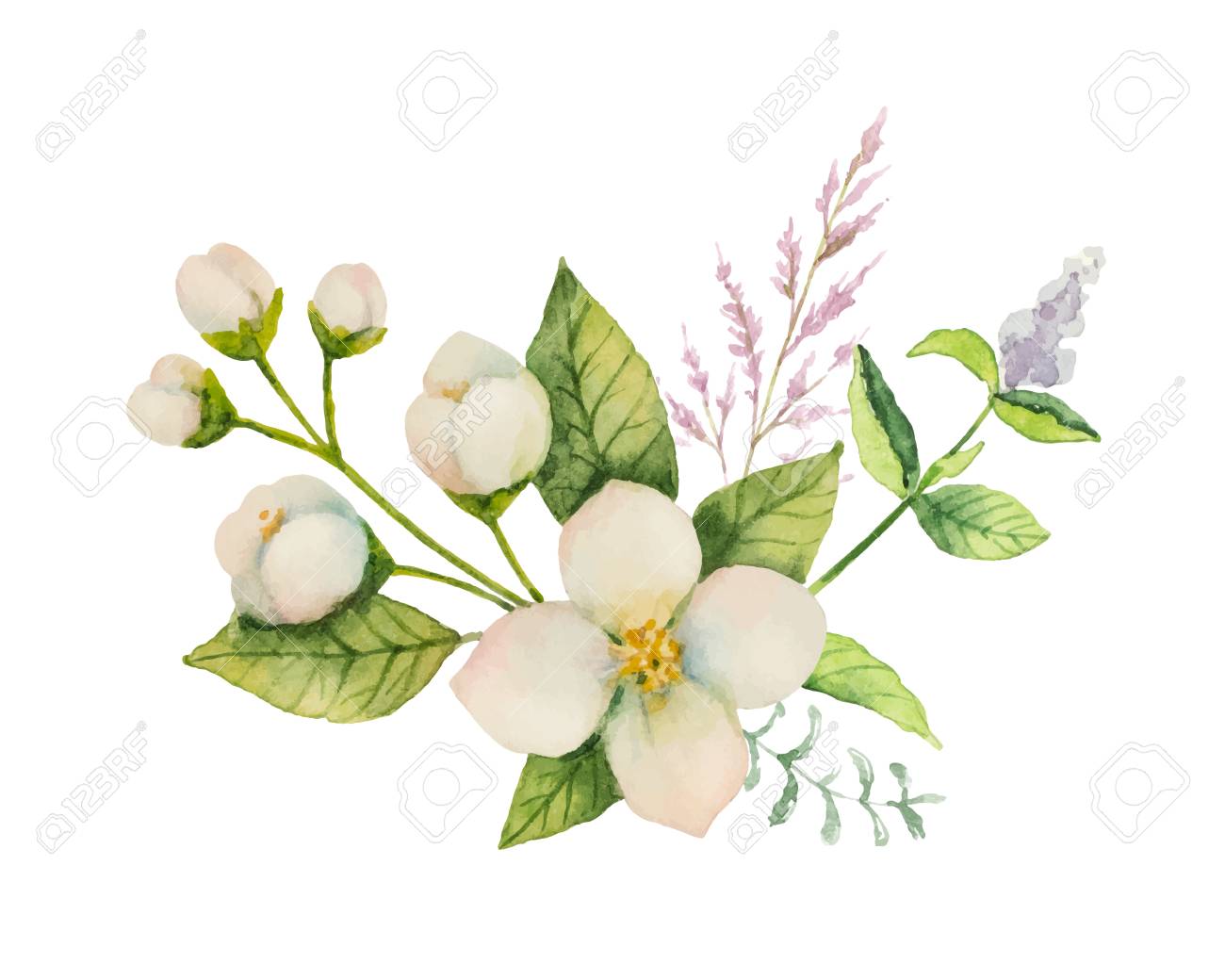 Watercolor vector bouquet of Jasmine and mint branches isolated on white background. - 90666063 Watercolor vector bouquet of Jasmine and mint branches isolated on white background. - 90666063