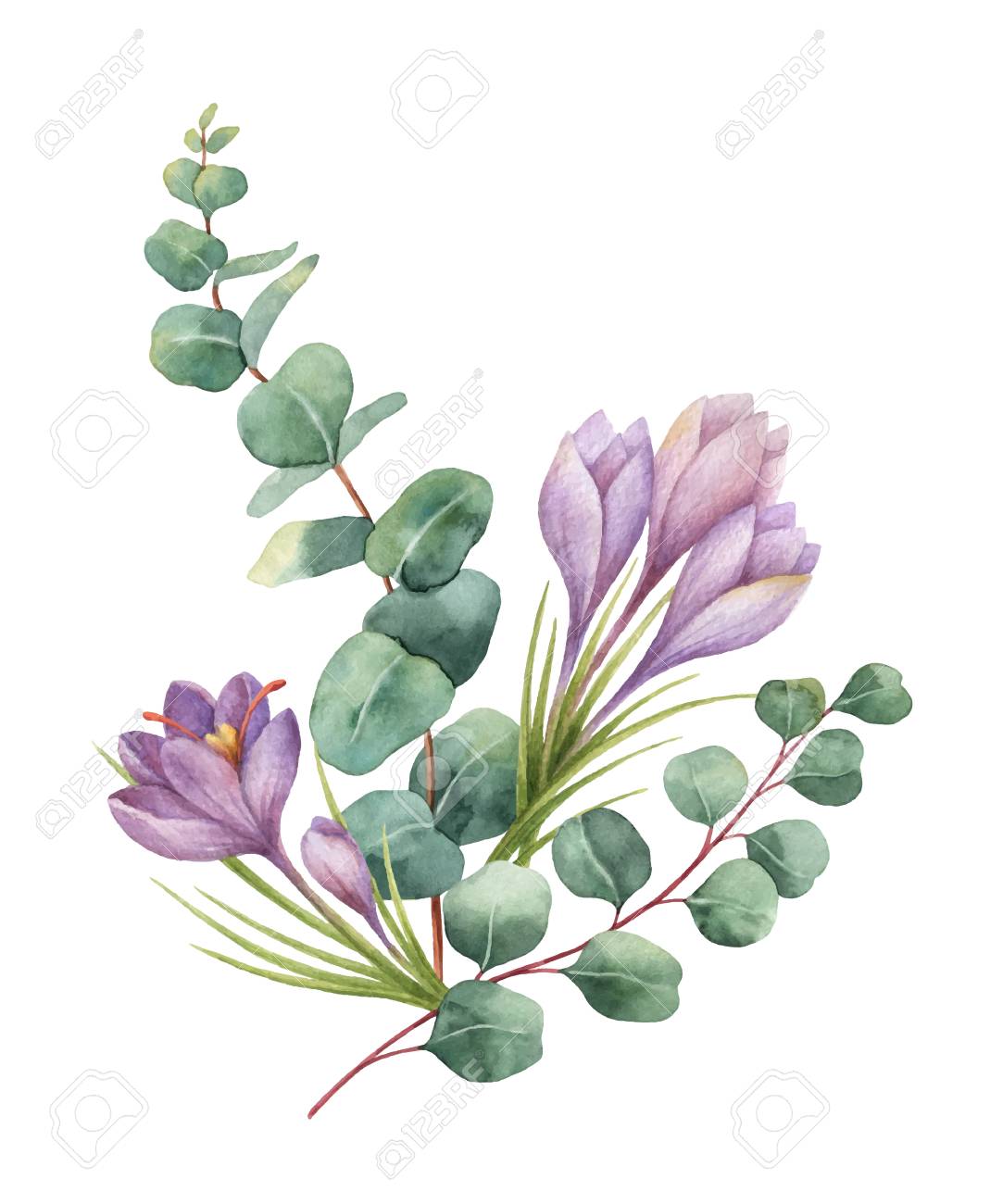 Watercolor vector bouquet with green eucalyptus leaves and flowers of saffron. - 94237137 Watercolor vector bouquet with green eucalyptus leaves and flowers of saffron. - 94237137