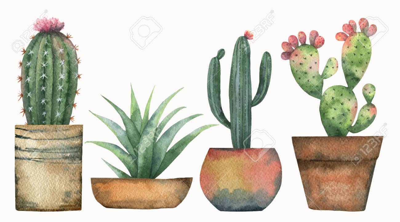 Watercolor vector set of cacti and succulent plants isolated on white background. - 95915051 Watercolor vector set of cacti and succulent plants isolated on white background. - 95915051