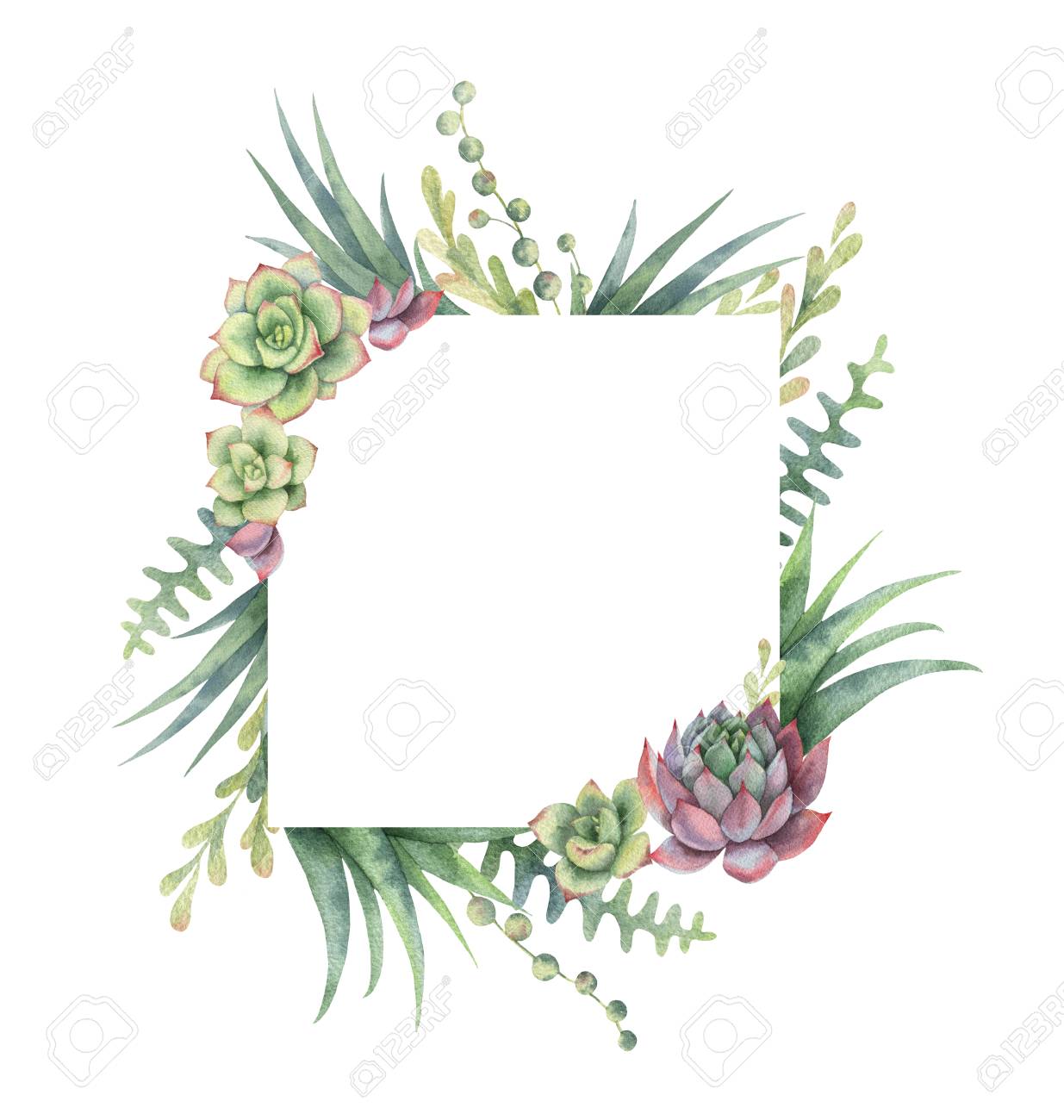 Watercolor Frame Of Cacti And Succulent Plants Isolated On White  Background. Stock Photo, Picture and Royalty Free Image. Image 97097420., image size:1235x1300