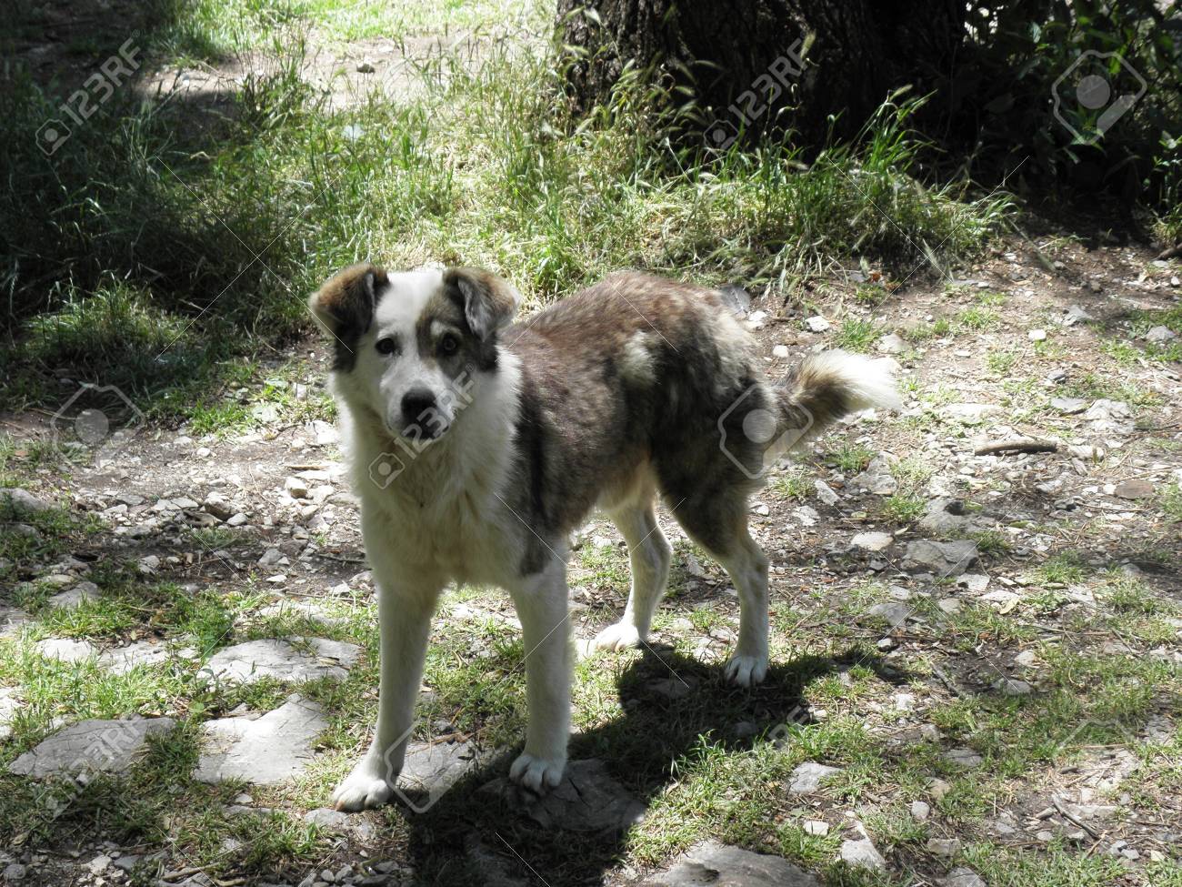 Chien De Berger Gardé Les Moutons Et Les Chèvres Dans Les Montagnes