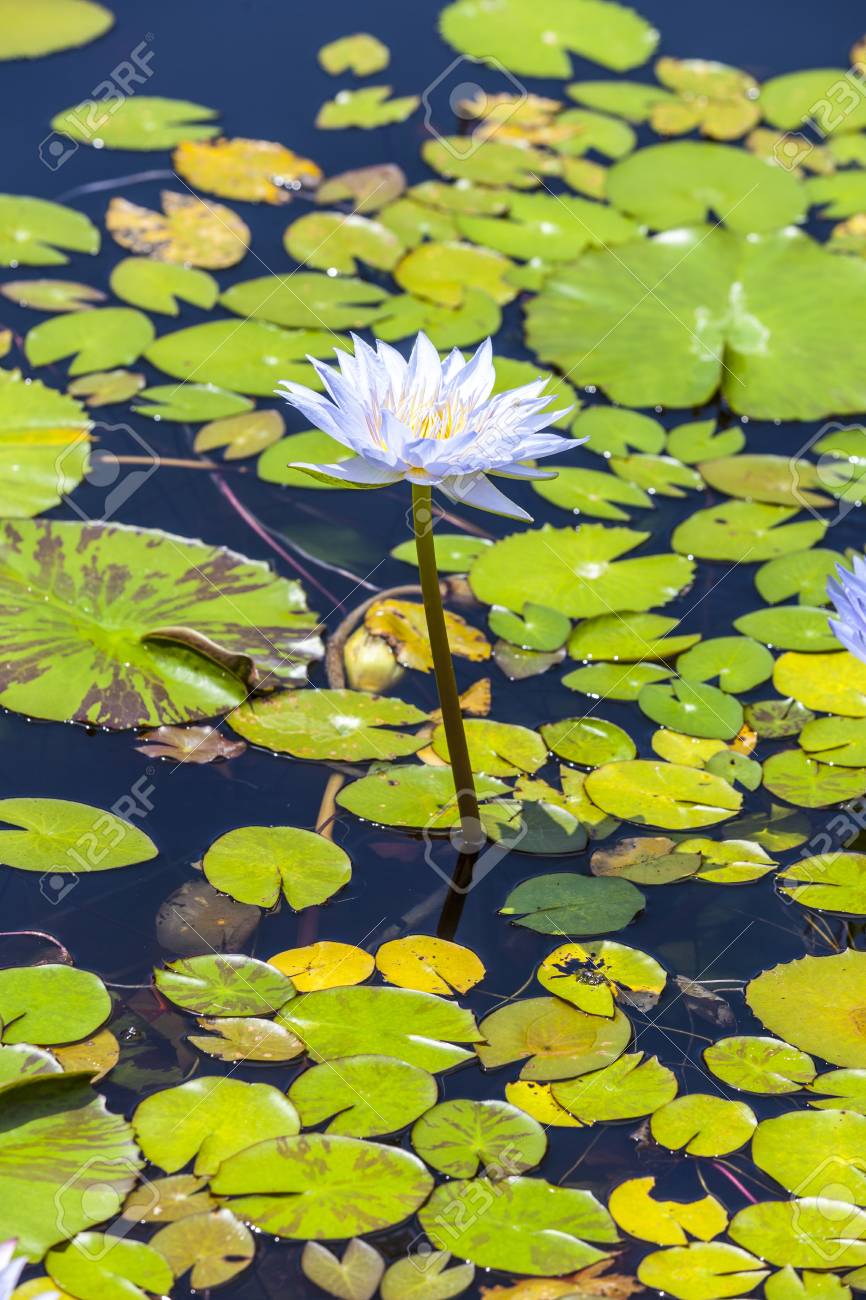 Beautiful Pink Lotus Water Plant In A Pond Stock Photo Picture And Royalty Free Image Image Beautiful Pink Lotus Water Plant In A Pond Stock Photo Picture And Royalty Free Image Image