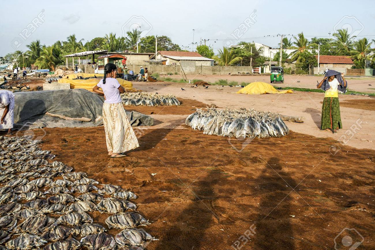 Negombo 20 Août 2005 Les Femmes Poissons Base à La Plage à Negombo Sri Lanka Séchage Du Poisson Est Une Manière Traditionnelle Pour Conserver Le