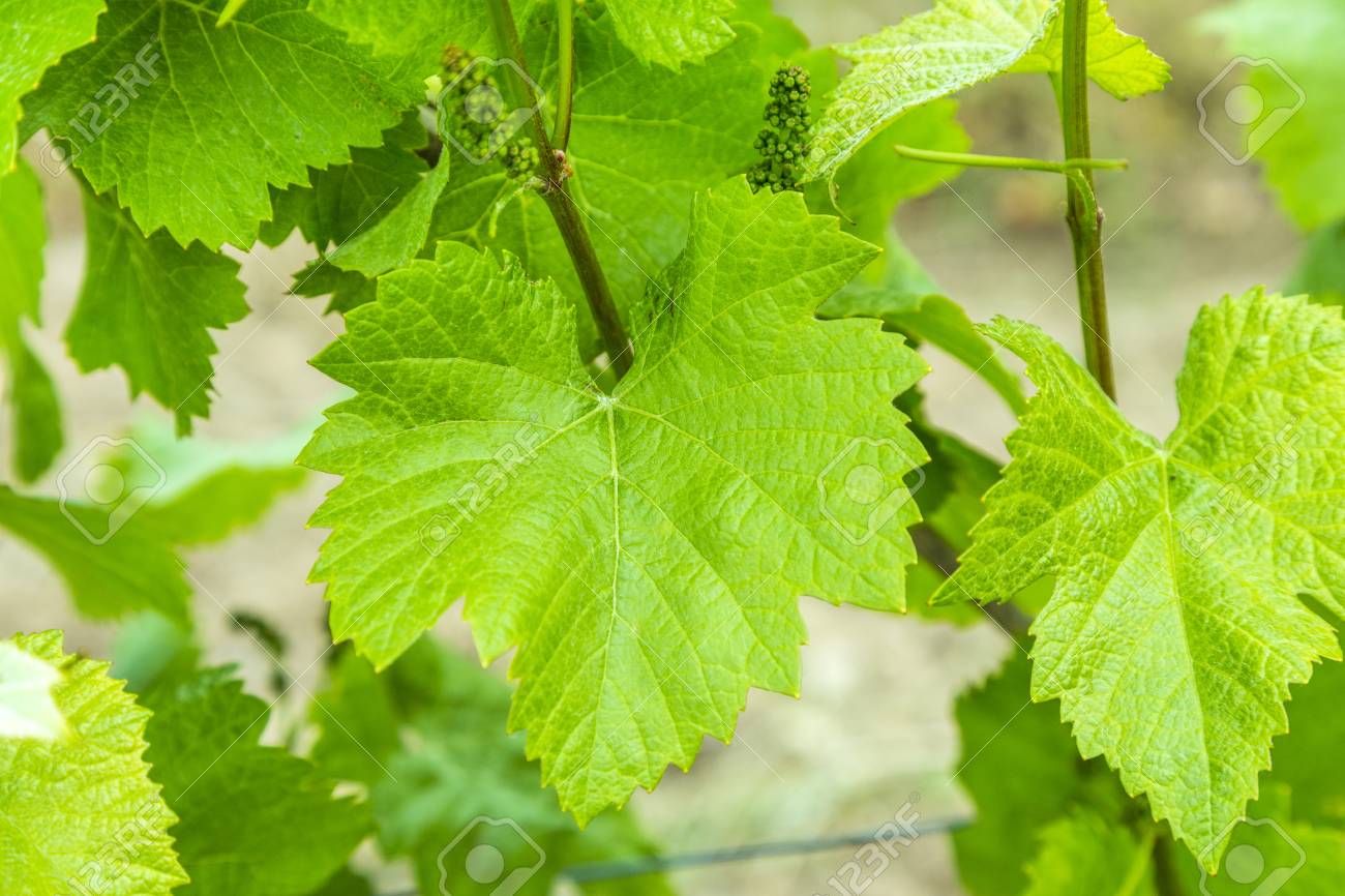 Background Of Fresh Grape Leaves In Spring Time Stock Photo Picture And Royalty Free Image Image 40493246
