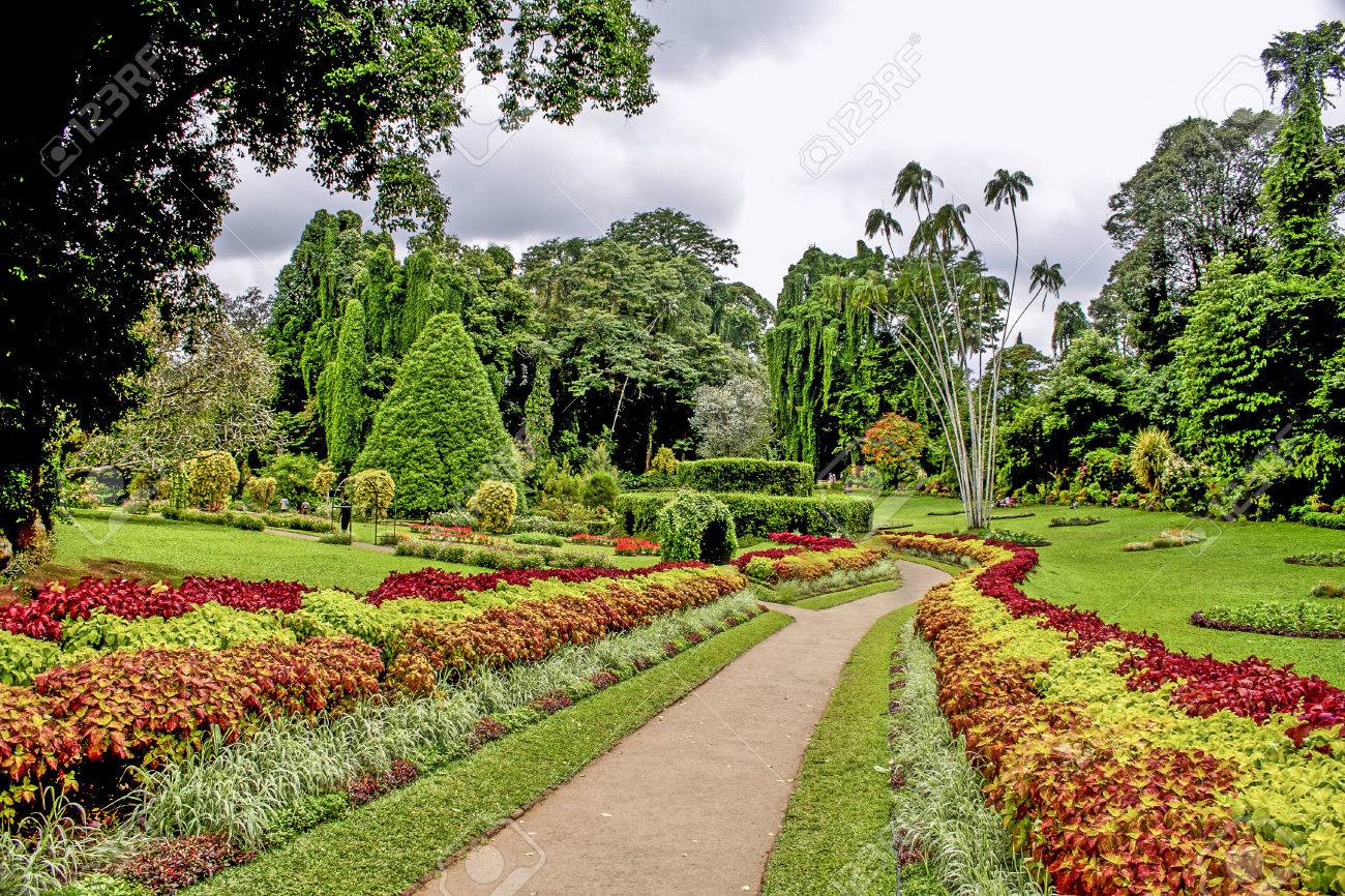 botanical Garden of Peradeniya, Kandi - 40635167 botanical Garden of Peradeniya, Kandi - 40635167