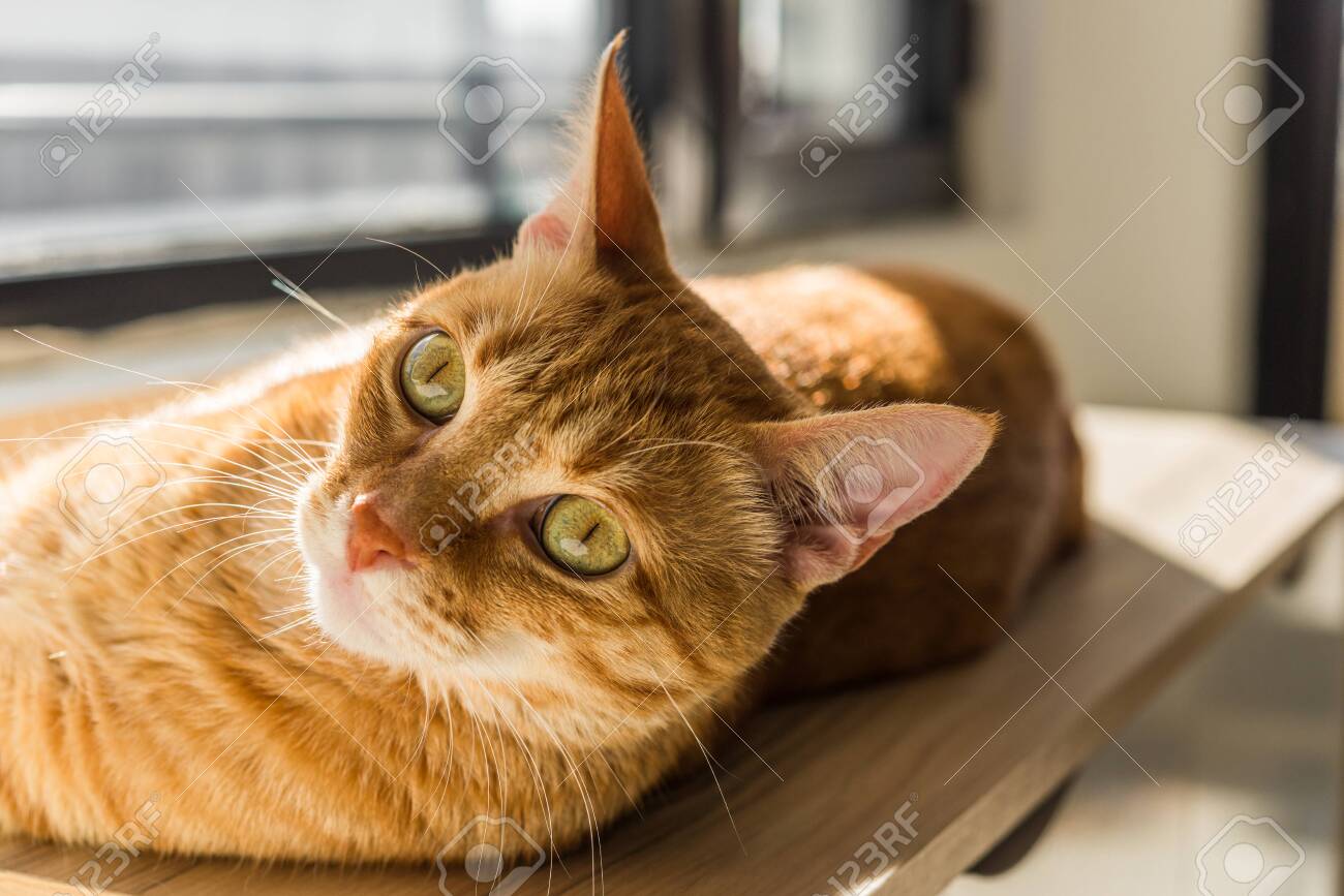 etiam-dictum-ipsum-a-felis