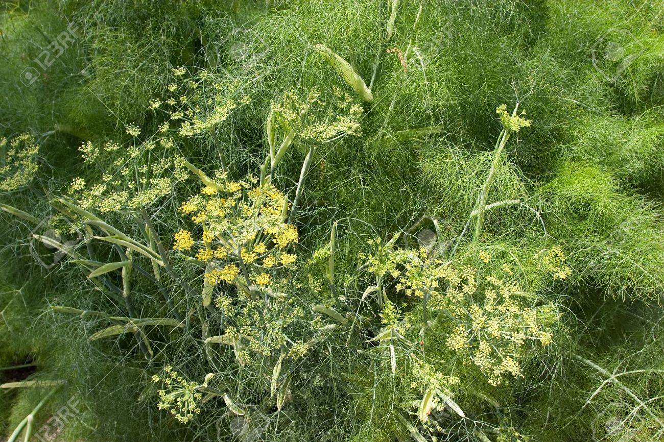 Image result for foeniculum vulgare