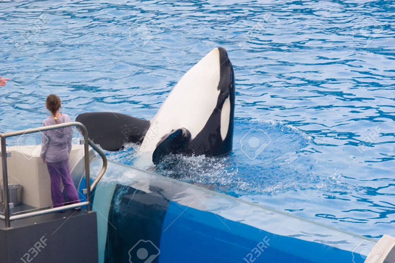 Shamu Est Le Nom De Scene De Seaworld Iconique Orques Epaulards Montre Qui Est Partagee Par De Nombreux Adultes De Sexe Masculin Ou Feminin Orques Au Seaworld Parcs Banque D Images Et Photos