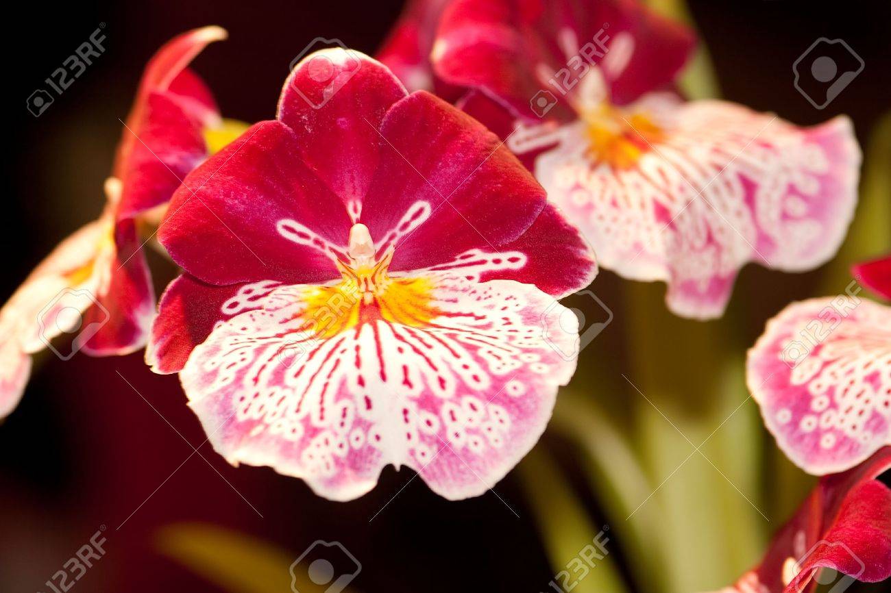 Miltonia Abbreviato Milt Orticole In Commercio è Un Piccolo Genere Di Orchidee Famiglia Orchidaceae Essi Sono Chiamati Dopo Signore Fitzwilliam