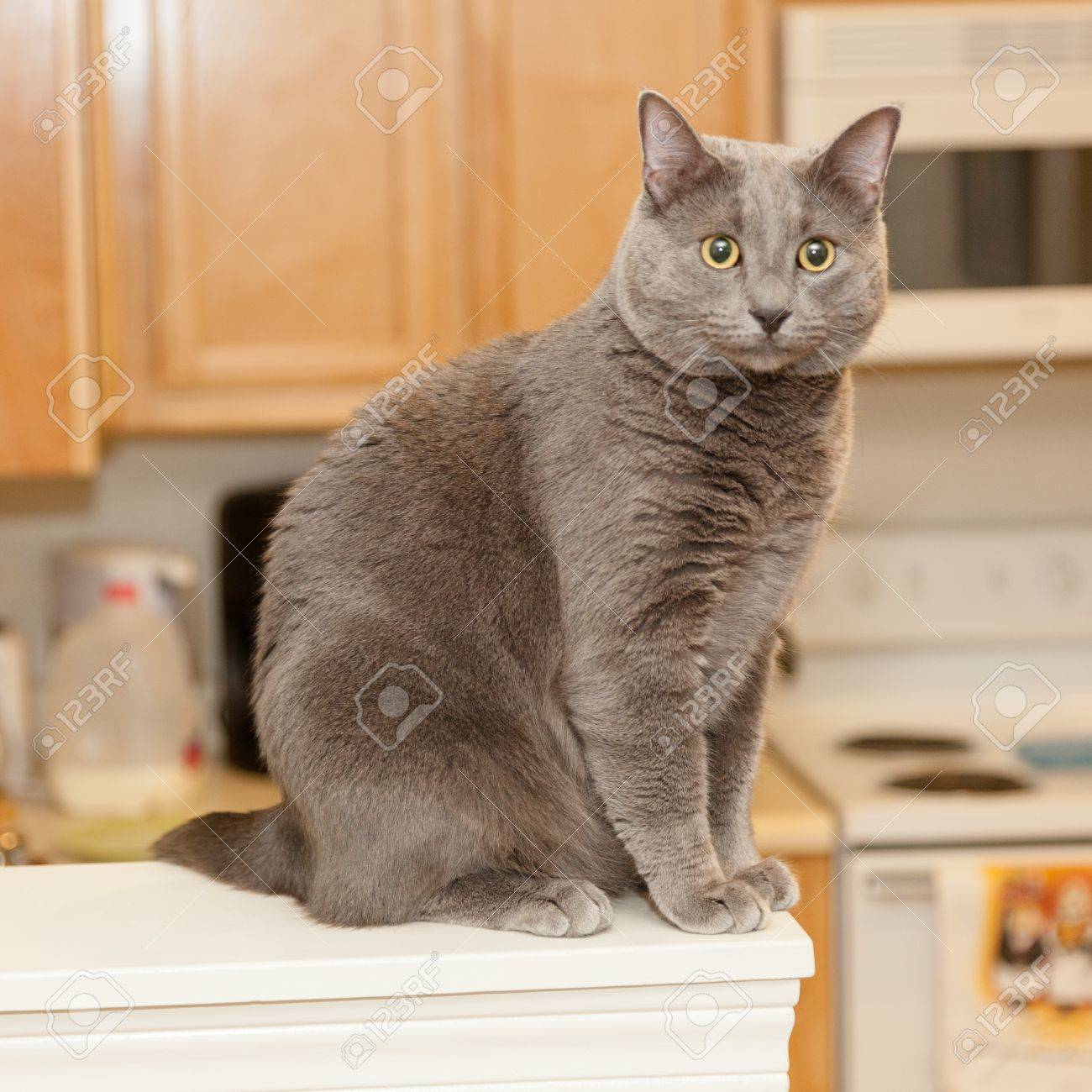 russian blue coat