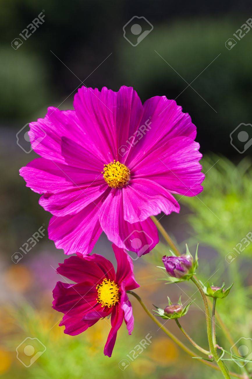 ガーデン コスモス オオハルシャギク メキシコ原産媒体大きさで分類された開花草本植物であります の写真素材 画像素材 Image