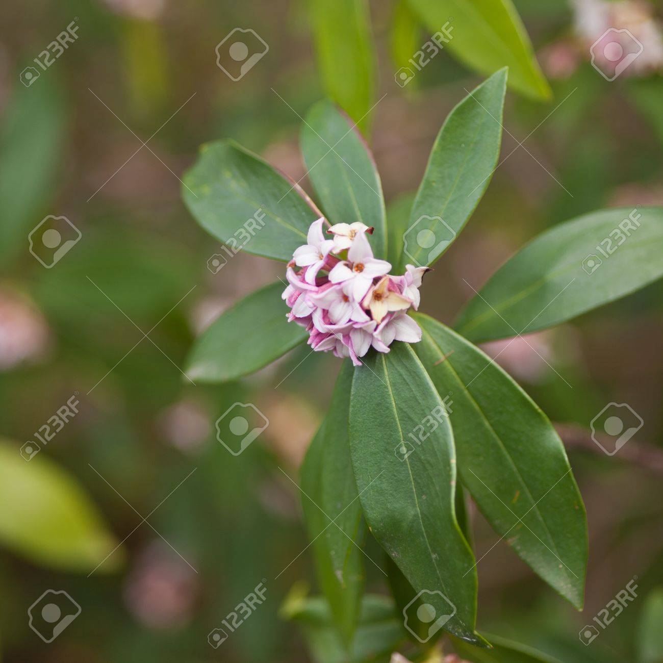 Hoya は 0 300 種家族キョウチクトウ科の熱帯つる植物の属 の写真素材 画像素材 Image
