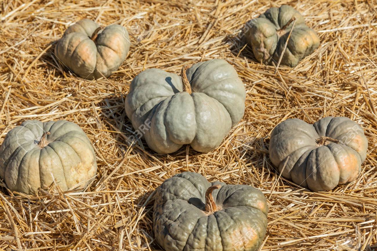 triamble pumpkin is unusual