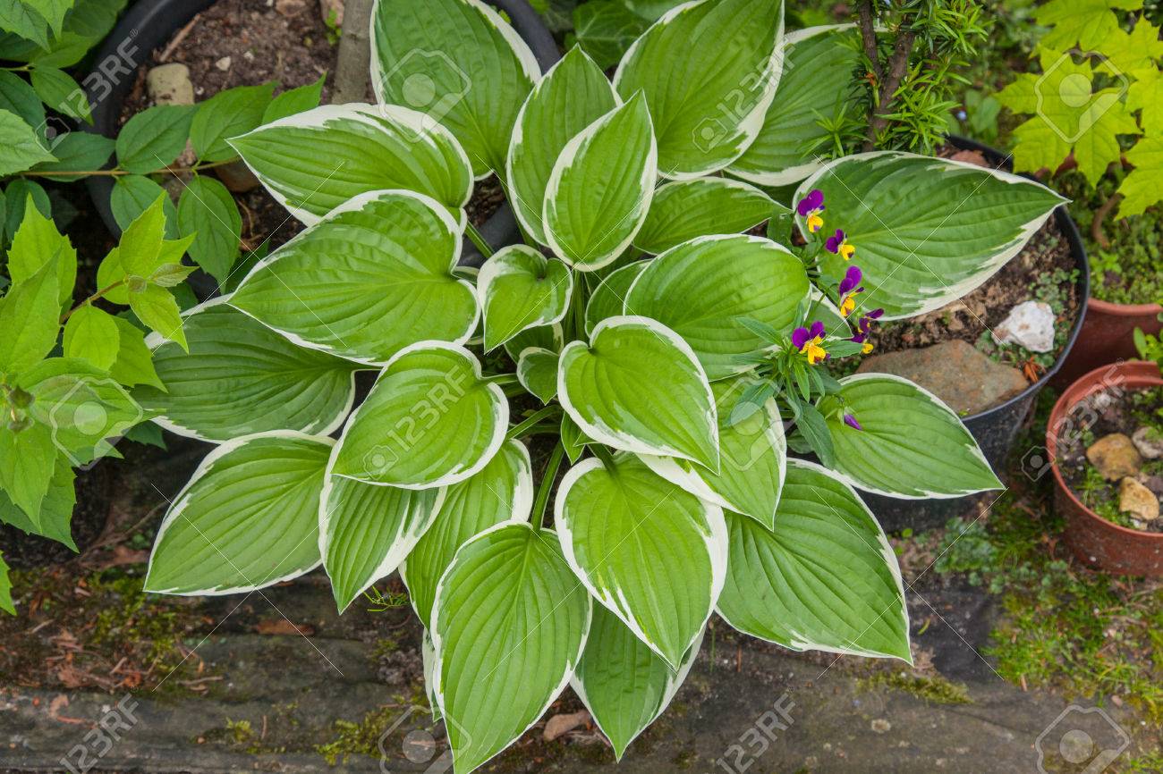 Hostas Sont Largement Cultivees Comme Plantes A Feuillage Tolerantes A L Ombre Banque D Images Et Photos Libres De Droits Image